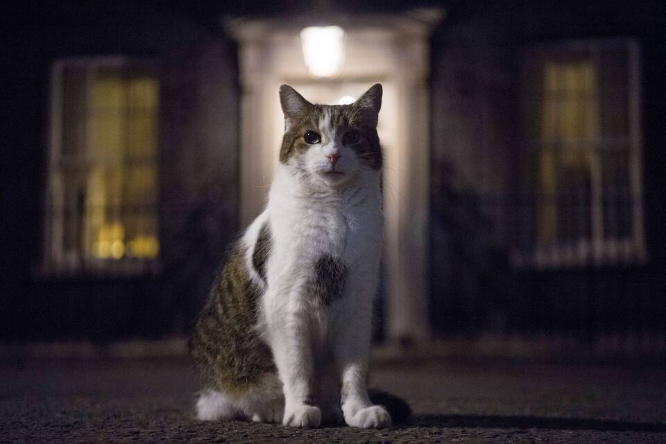 Kater Larry Kater Larry