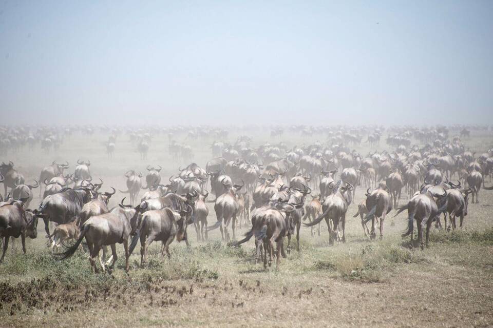 Naturschutzgebiet Afrika - Serengeti Naturschutzgebiet Afrika - Serengeti