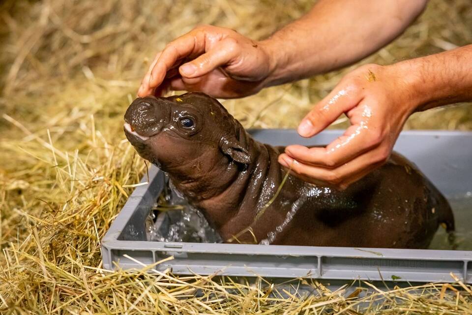 Baby-Zwergflusspferd im Zoo Berlin Baby-Zwergflusspferd im Zoo Berlin