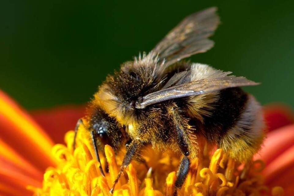 Hummel Hummel