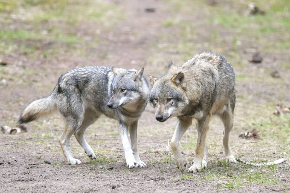 Wolf reißt angeleinten Hund in Niederlanden mit Wolf reißt angeleinten Hund in Niederlanden mit