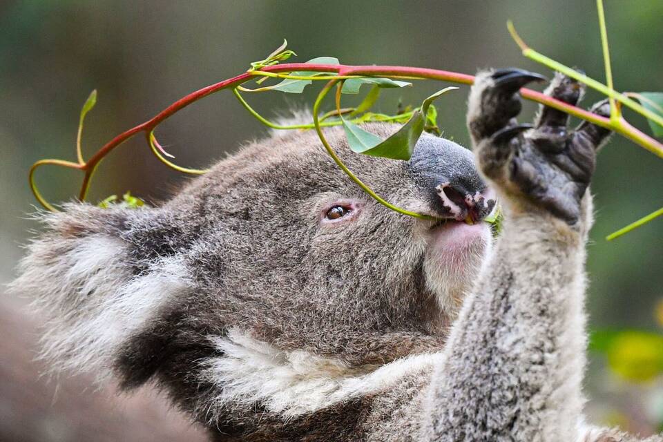 Koala in Australien