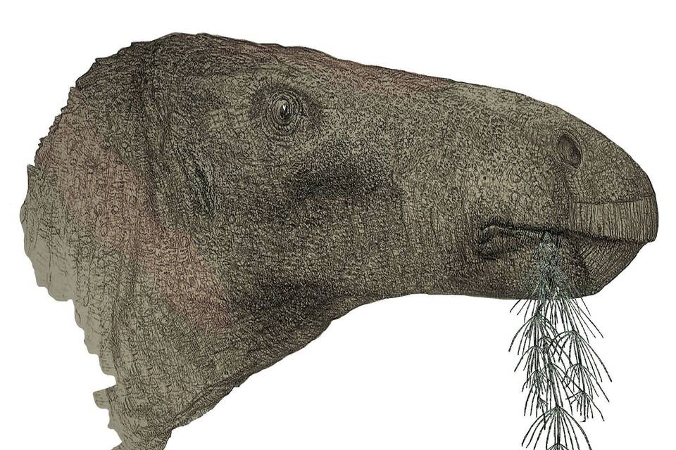 Seltener Dinosaurier-Fund in England