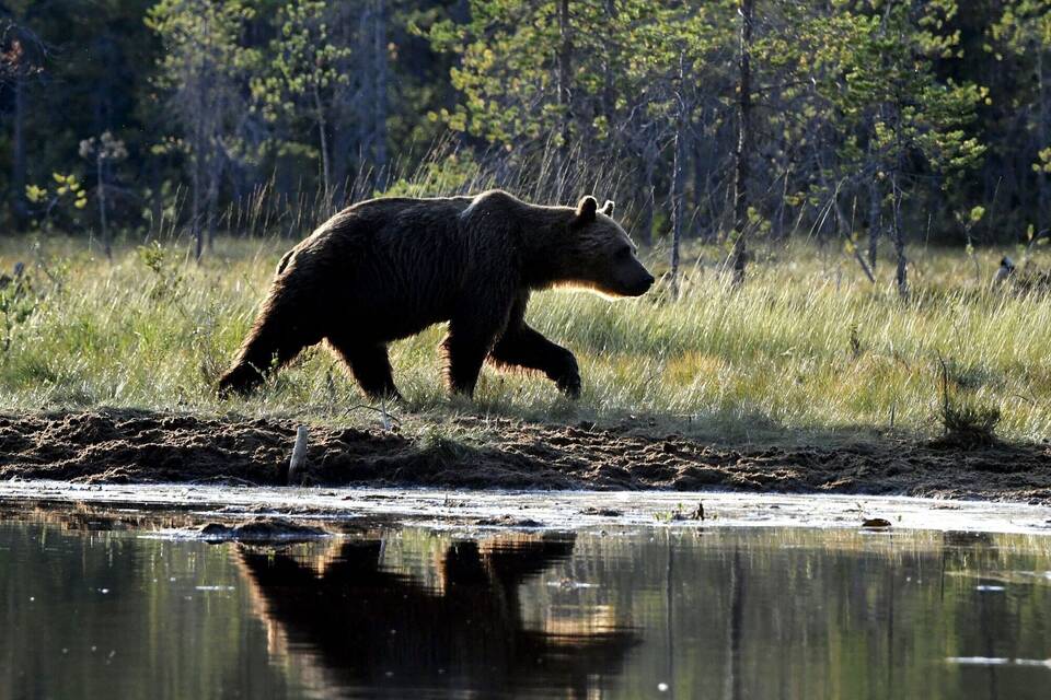 Braunbär in Finnland Braunbär in Finnland