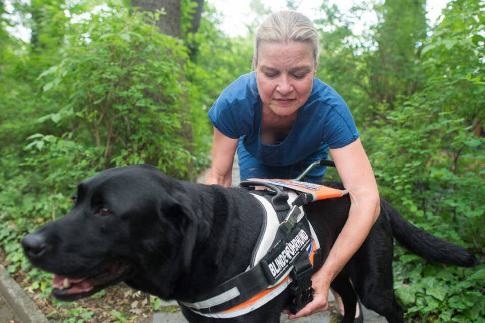 Freund und Helfer: 100 Jahre Blindenführhunde in Deutschland