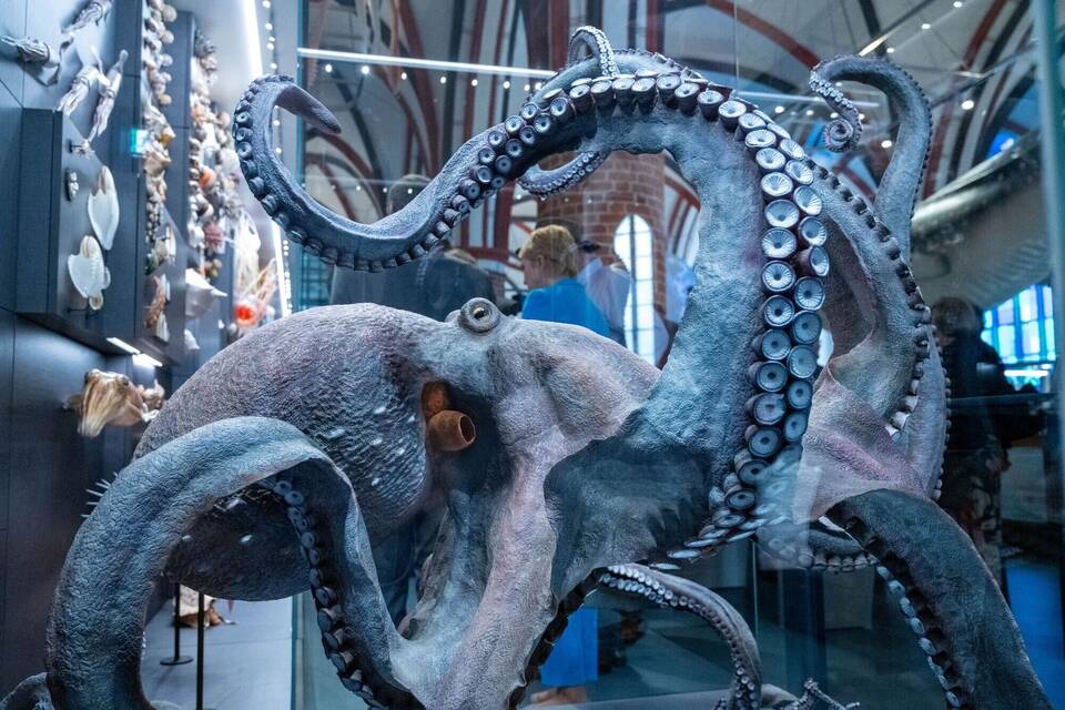 Wiedereröffnung Meeresmuseum Stralsund Wiedereröffnung Meeresmuseum Stralsund
