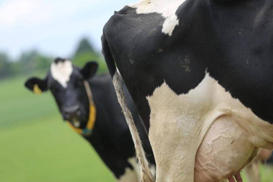 Milchkühe Milchkühe