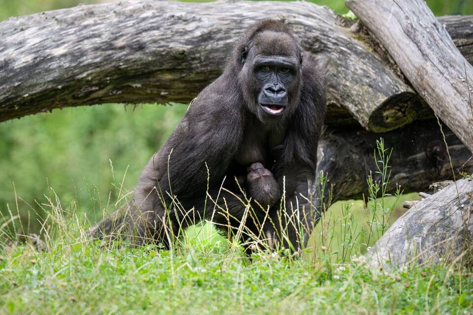 Gorillababy der Öffentlichkeit vorgestellt - Österreich Gorillababy der Öffentlichkeit vorgestellt - Österreich