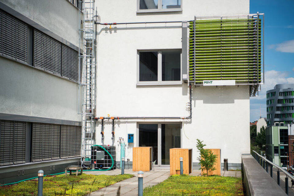 Glibber in Röhren - Berliner Hauswand wird zur Algenfarm