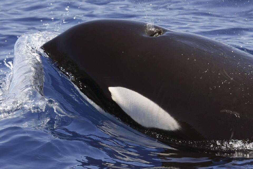 Mysteriöse Orca-Attacken Mysteriöse Orca-Attacken