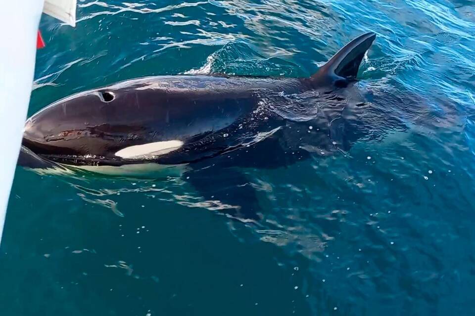 Rätselhafte Orca-Attacken vor den Küsten Südwesteuropas Rätselhafte Orca-Attacken vor den Küsten Südwesteuropas