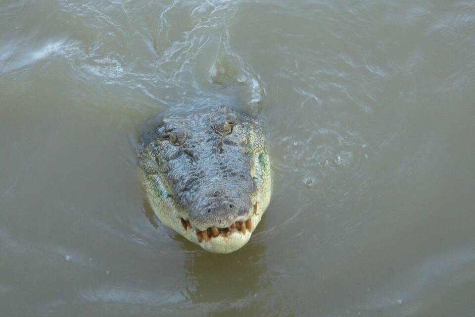 Krokodil nach Mutmaßlicher Attacke in Australien getötet Krokodil nach Mutmaßlicher Attacke in Australien getötet