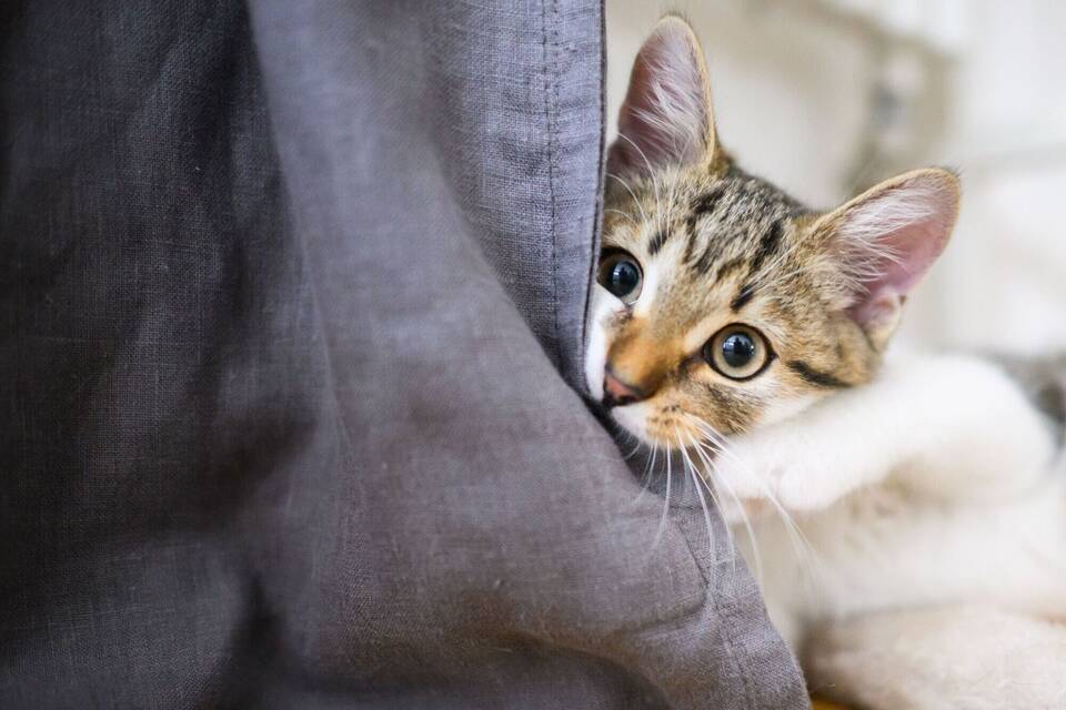 Katze Katze