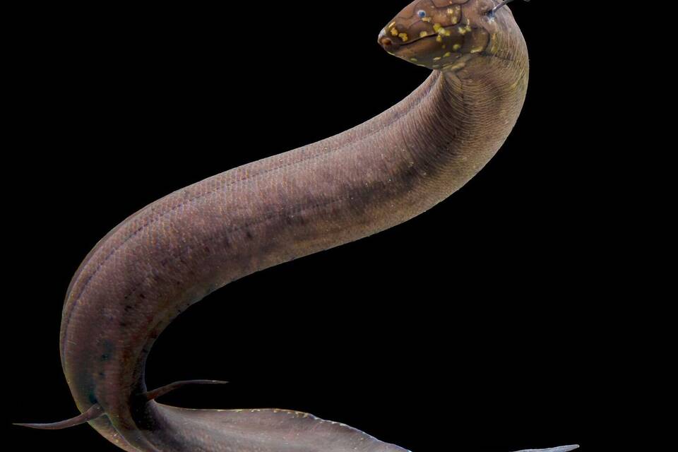 Größtes bekanntes Tiergenom entschlüsselt Größtes bekanntes Tiergenom entschlüsselt