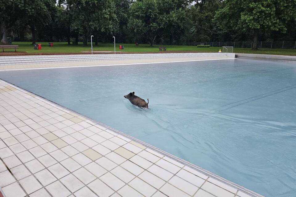 Wildschweine werden in Freibad zu Wasserratten Wildschweine werden in Freibad zu Wasserratten