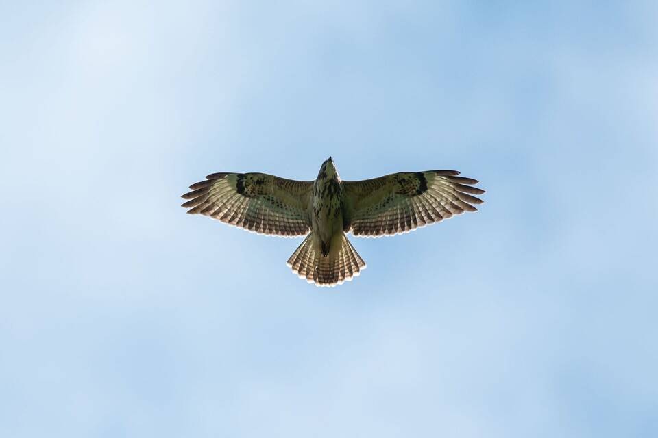 Mäusebussard Mäusebussard