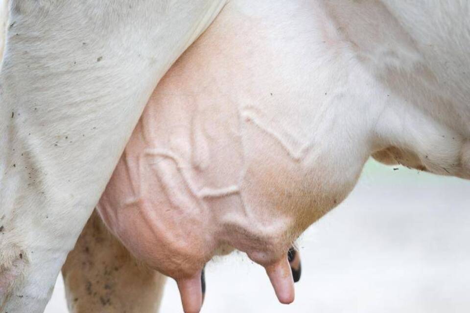Milchkrise Milchkrise