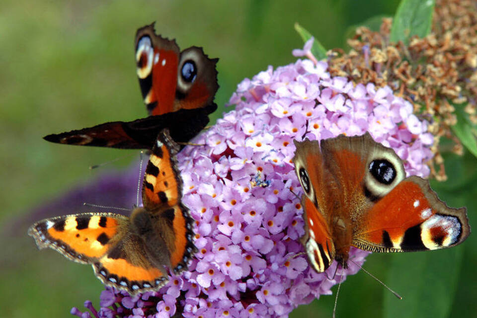 Ein Zuhause für die Schmetterlinge: Der Sommerflieder im Garten Ein Zuhause für die Schmetterlinge: Der Sommerflieder im Garten