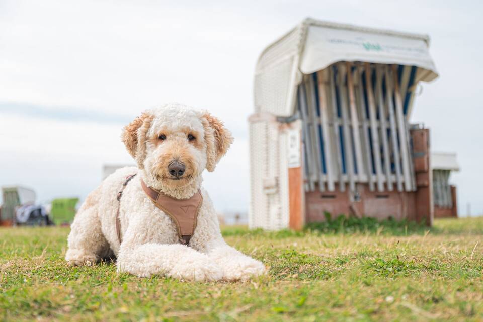 Labradoodle am Strand (Archivbild) Labradoodle am Strand (Archivbild)