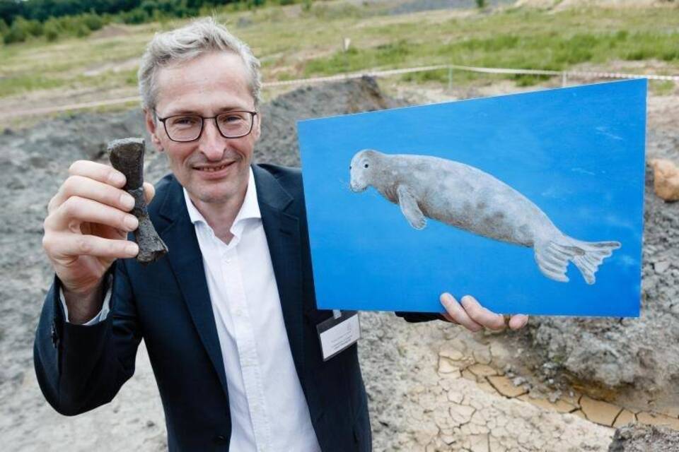 11 Millionen Jahre alte Robbenknochen gefunden 11 Millionen Jahre alte Robbenknochen gefunden