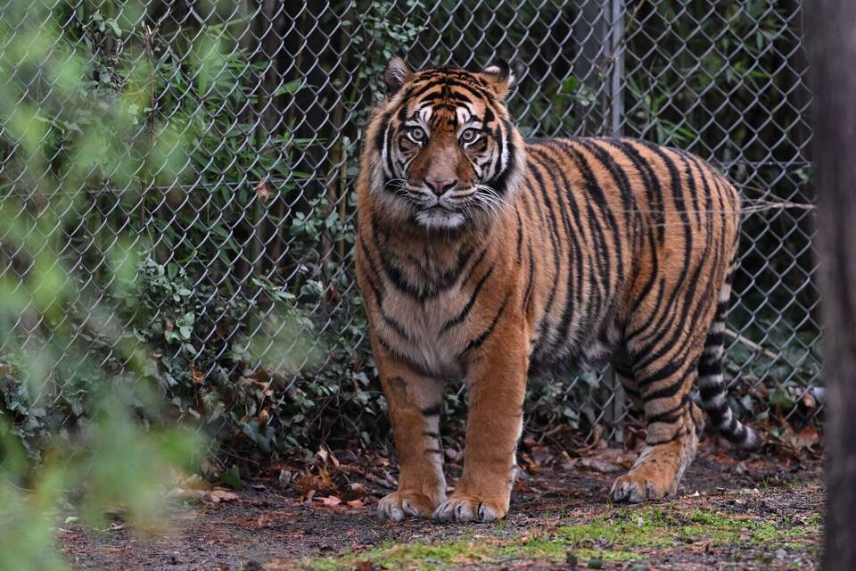 Sumatra-Tiger Sumatra-Tiger