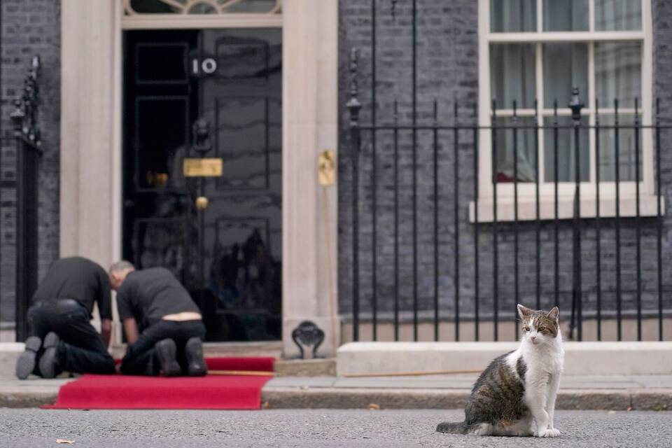 Kater Larry von 10 Downing Street Kater Larry von 10 Downing Street