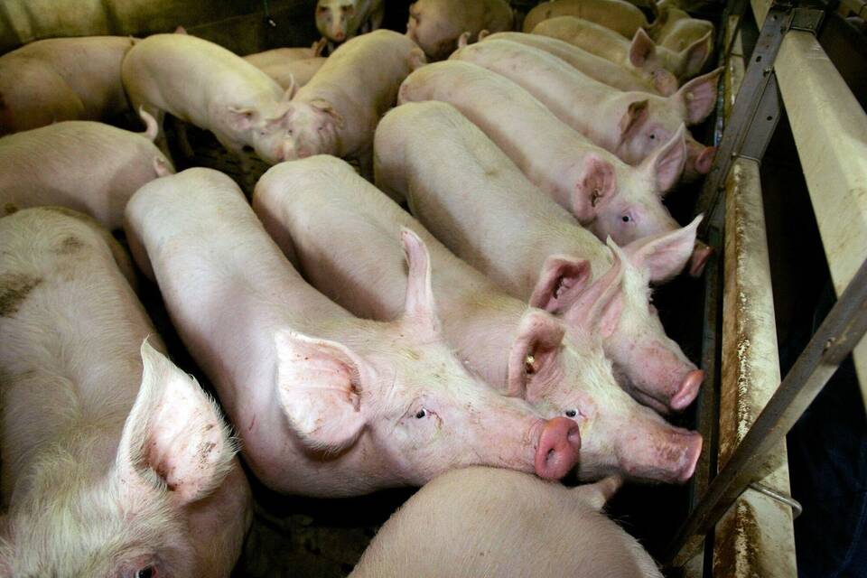 Schweine in einem Zuchtbetrieb Schweine in einem Zuchtbetrieb
