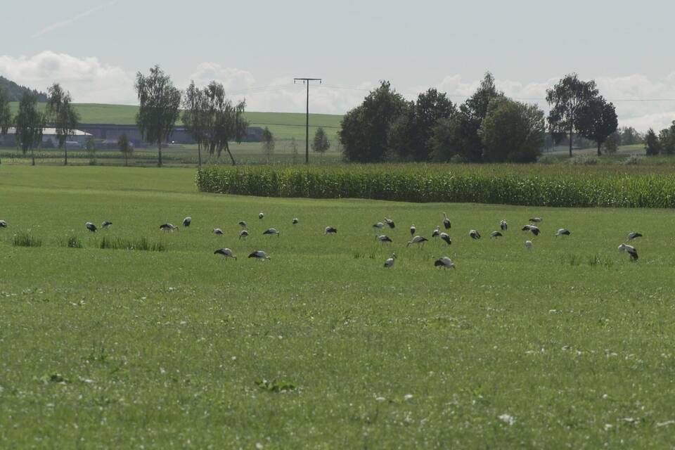 Störche in Hohenfels Störche in Hohenfels