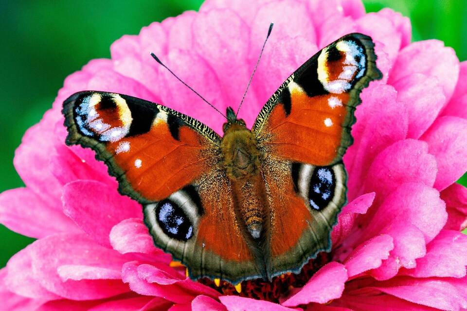 Schmetterlinge im Garten Schmetterlinge im Garten
