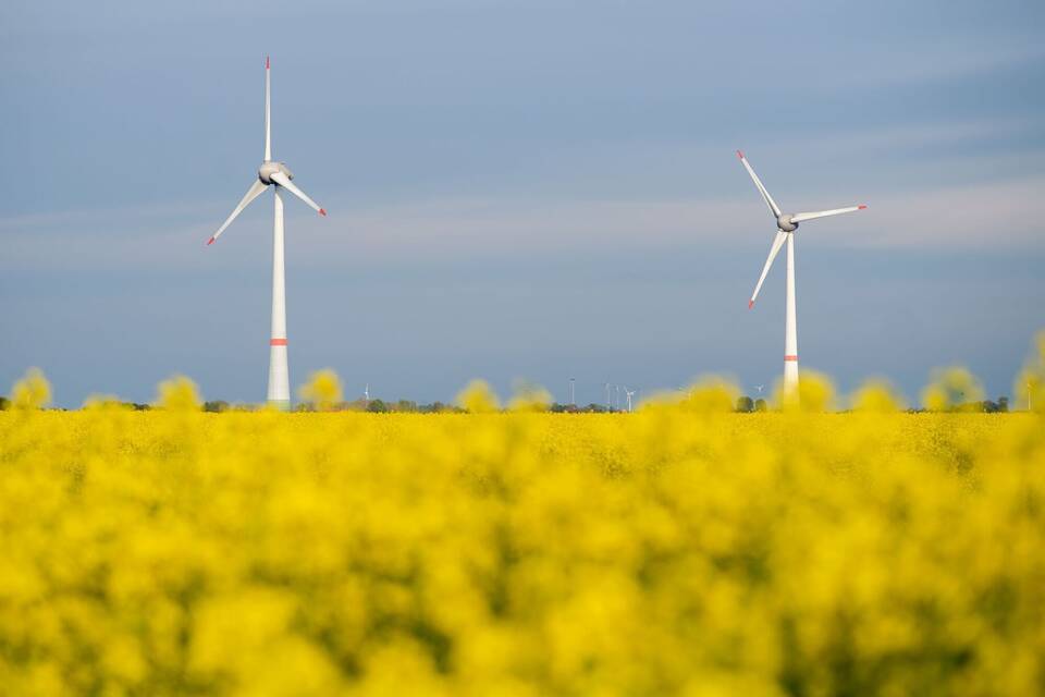 Rapsblüte in Niedersachsen Rapsblüte in Niedersachsen