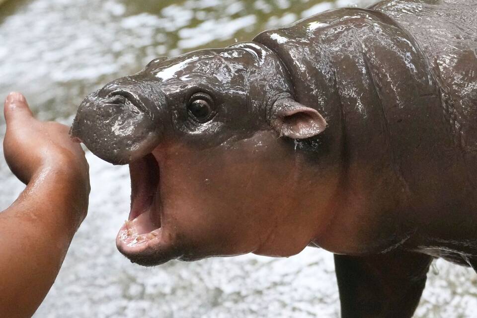 Zwerg-Flusspferd Moo Deng Zwerg-Flusspferd Moo Deng