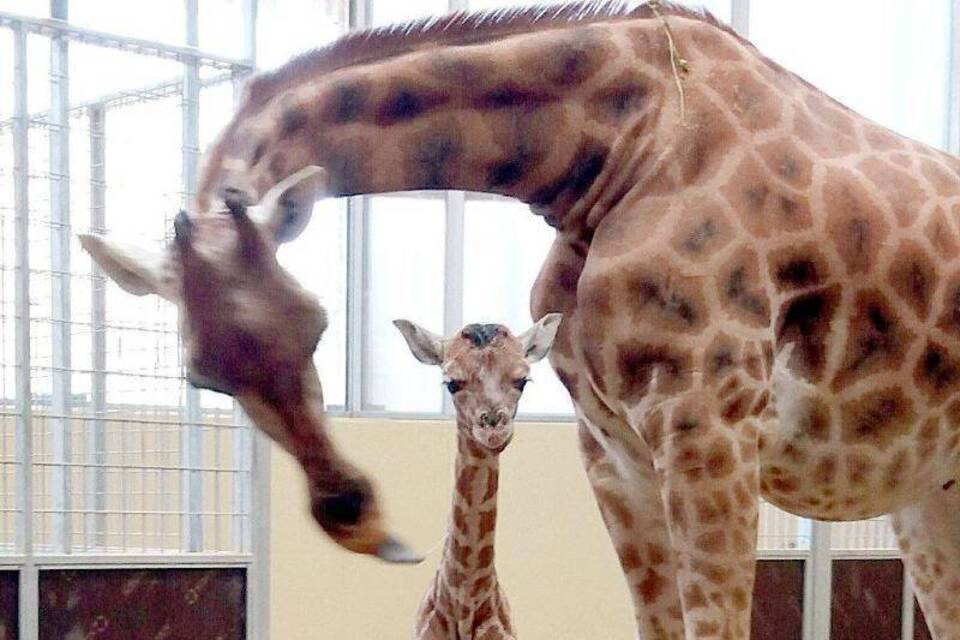 Rothschild-Giraffe Rothschild-Giraffe