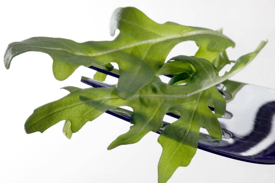 RKI meldet Ausbruch bestimmter Salmonellen - Erreger in Rucola? RKI meldet Ausbruch bestimmter Salmonellen - Erreger in Rucola?