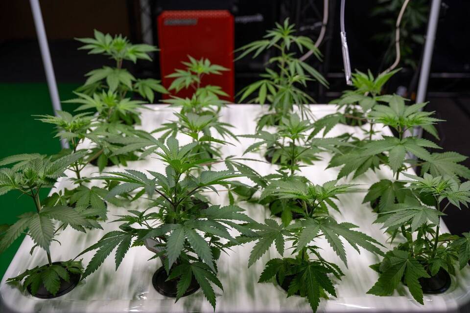 Zahlreiche Clubs stellen Anträge für Cannabis-Anbau Zahlreiche Clubs stellen Anträge für Cannabis-Anbau