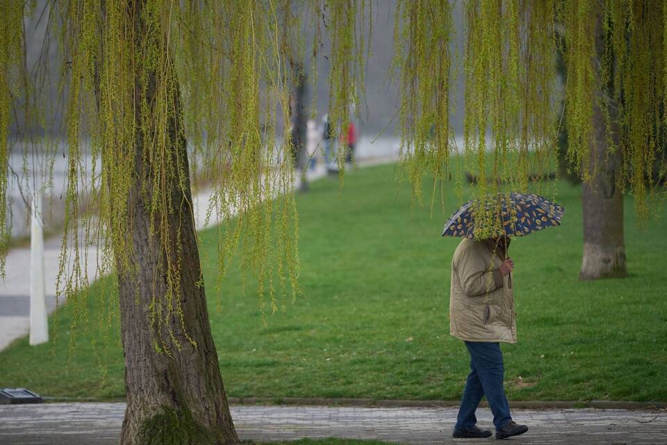 Ein Mann spaziert bei Regen durch die Koblenzer Rheinanlagen Ein Mann spaziert bei Regen durch die Koblenzer Rheinanlagen