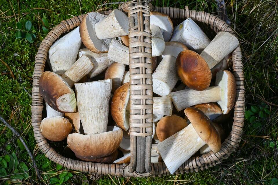 Herbstzeit ist Pilzzeit Herbstzeit ist Pilzzeit