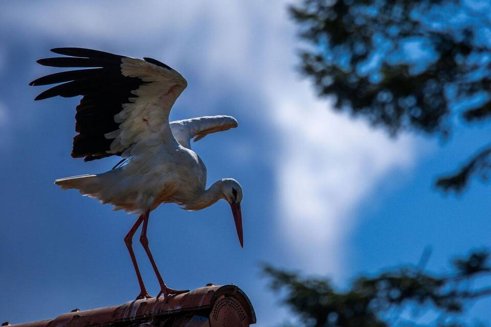 Storch in Mecklenburg-Vorpommern Storch in Mecklenburg-Vorpommern