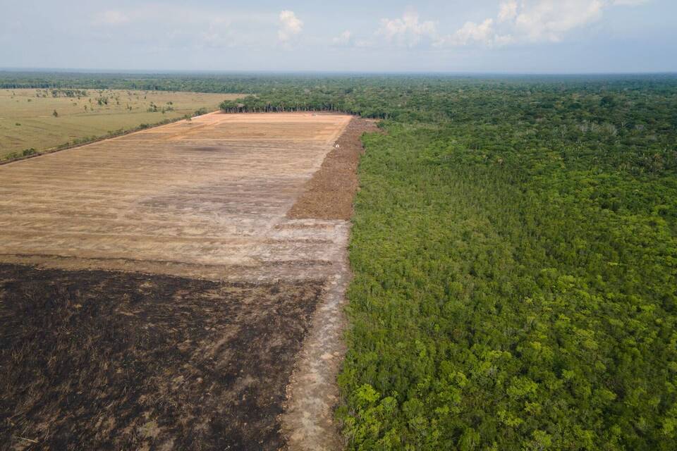 Rodung im brasilianischen Amazonasgebiet Rodung im brasilianischen Amazonasgebiet