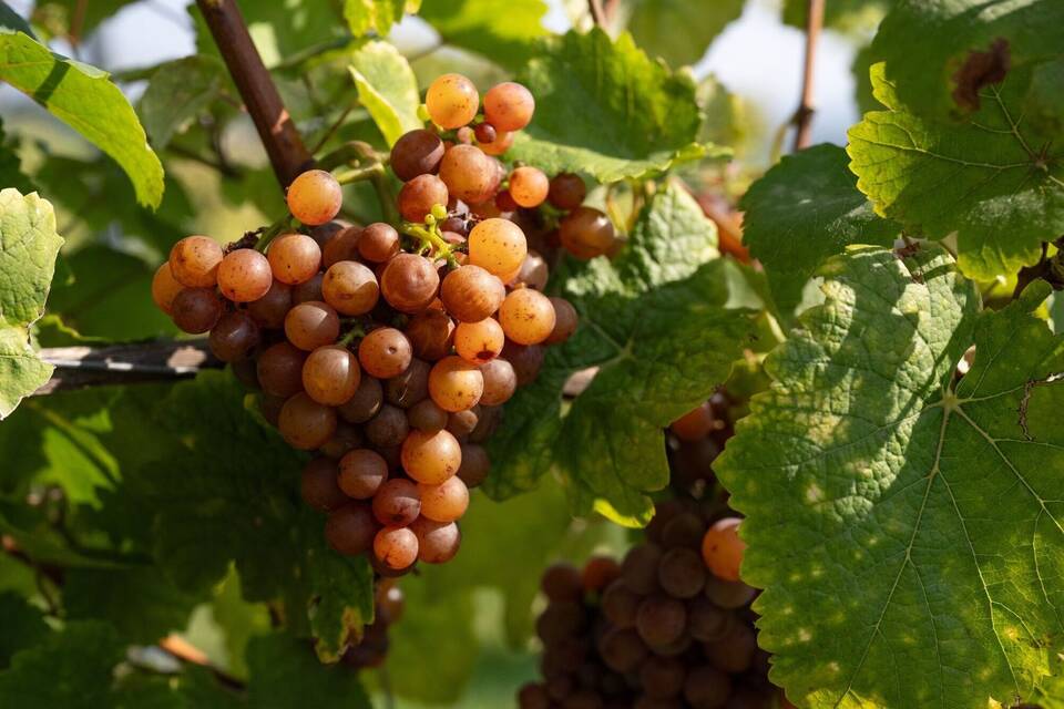 Weinanbau in Rheinland-Pfalz Weinanbau in Rheinland-Pfalz