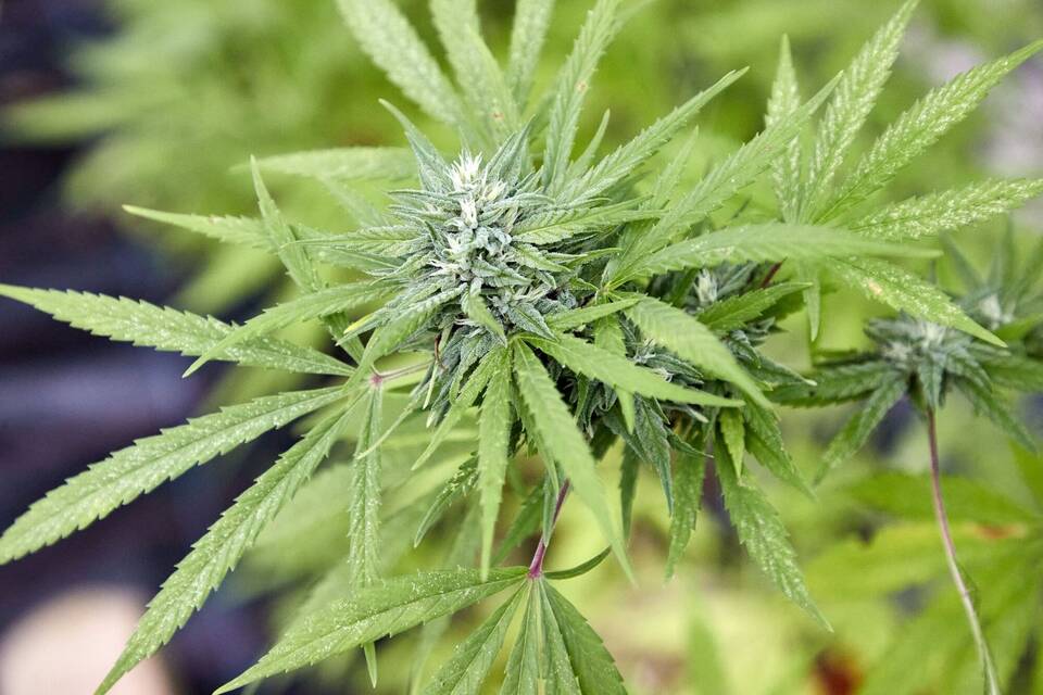 Cannabispflanze Cannabispflanze