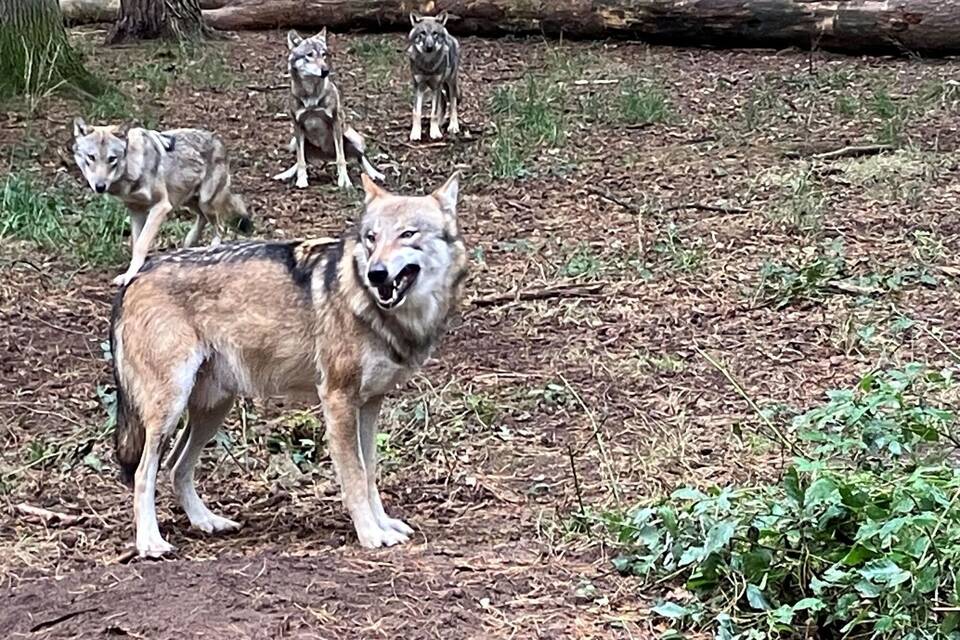 Wölfe im Hanauer Wildpark Wölfe im Hanauer Wildpark