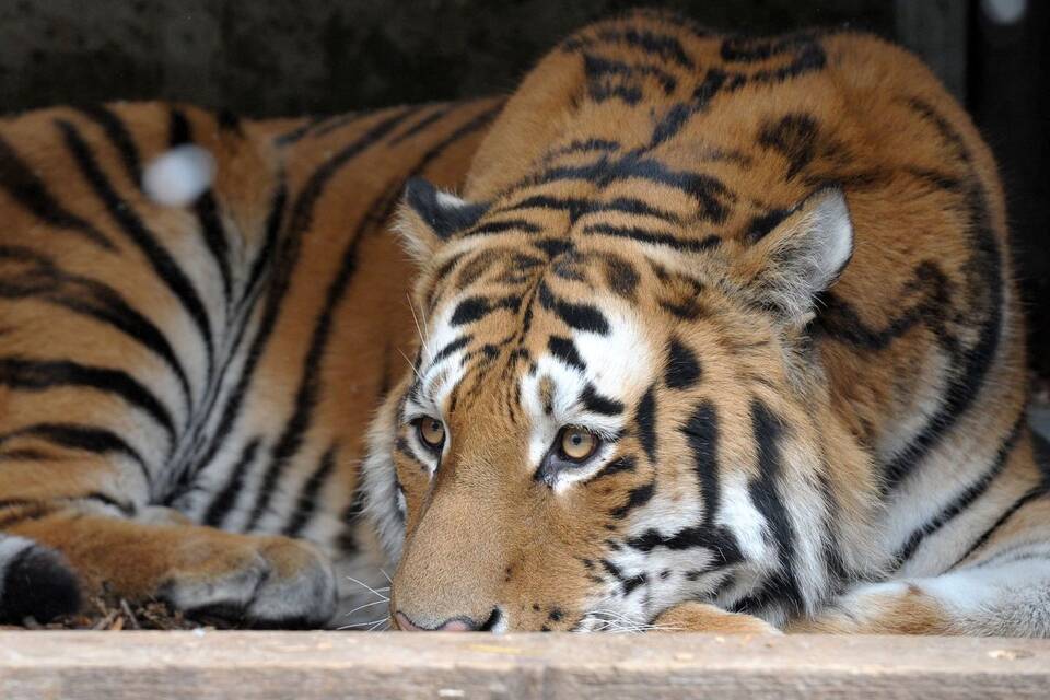 Vogelgrippe bei Tigern Vogelgrippe bei Tigern