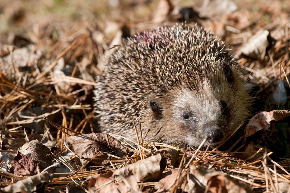 Igel - neutrale BU Igel - neutrale BU