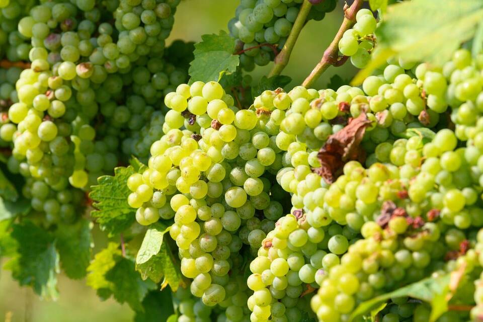 Weinanbau Weinanbau