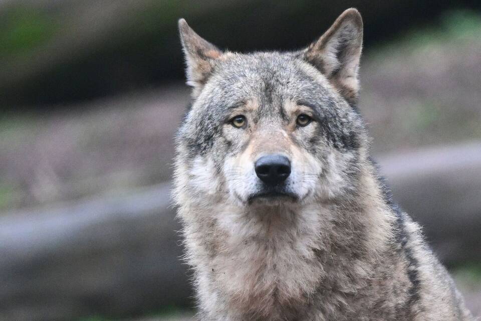 Wolf Wolf