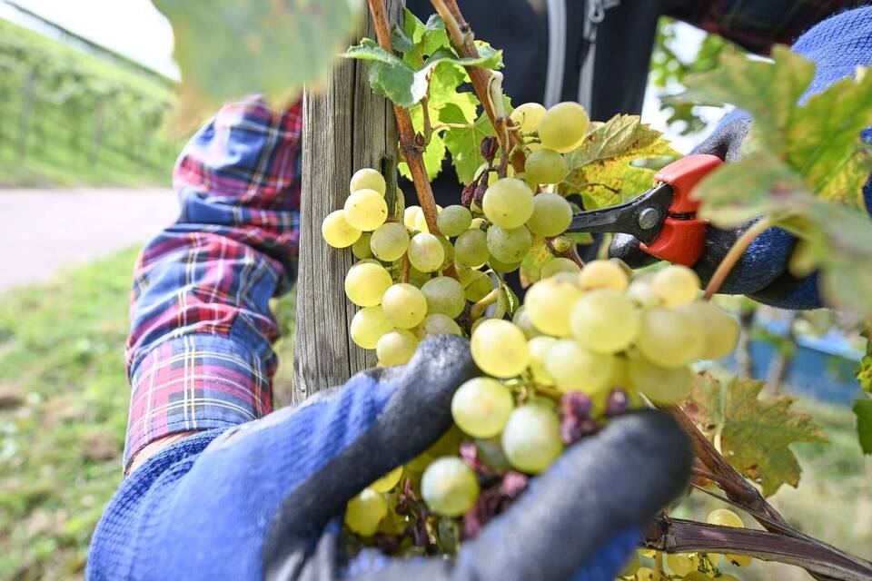 Weinlese in Württemberg