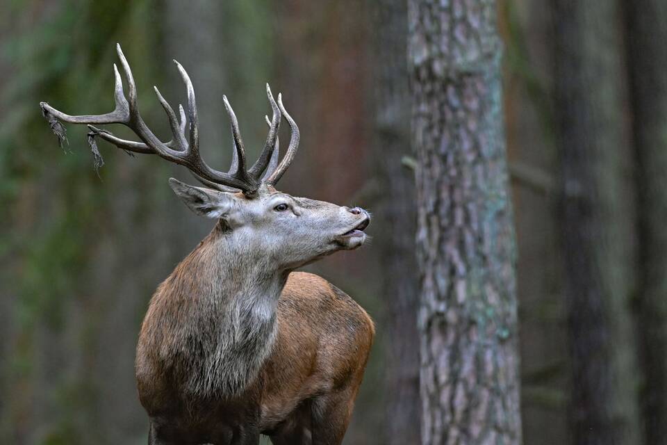 Hirschbrunft im Wildpark Schorfheide Hirschbrunft im Wildpark Schorfheide