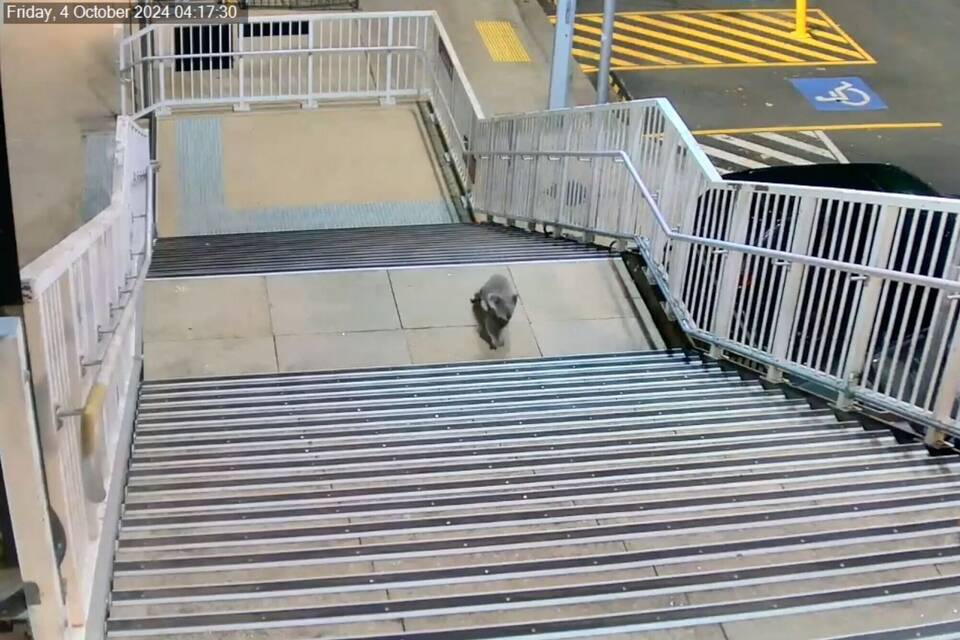 Koala an Bahnhof bei Sydney