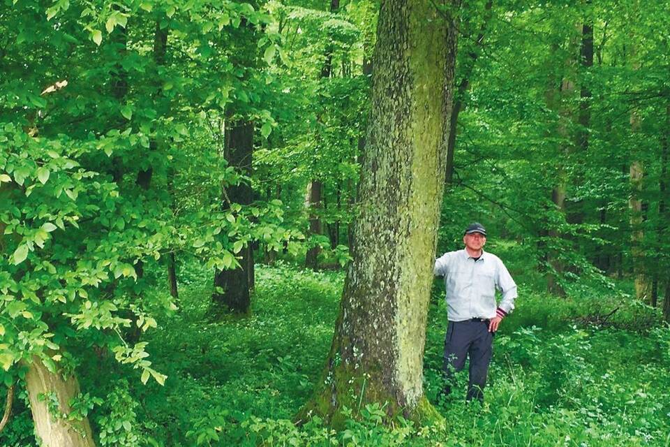 Besuch beim Förster Heimische Wälder beherbergen mehr als zehn