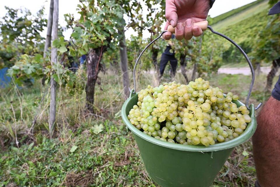 Weinlese in Württemberg Weinlese in Württemberg